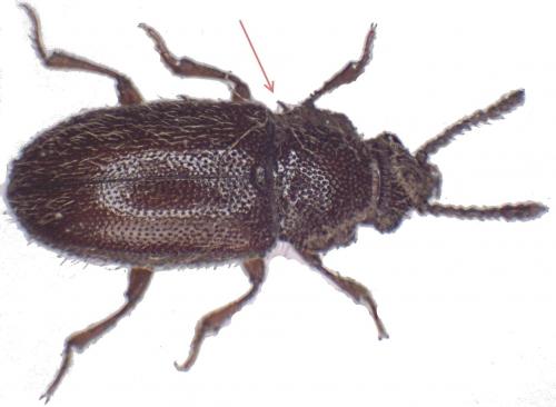 Cryptophagus sp.