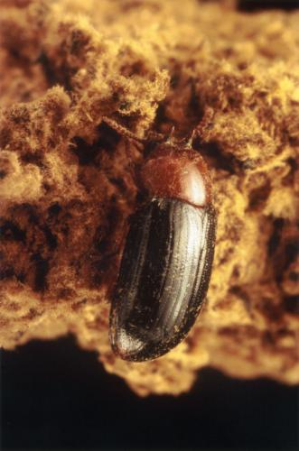 Réf. 40 811 : Neomida haemorrhoidalis