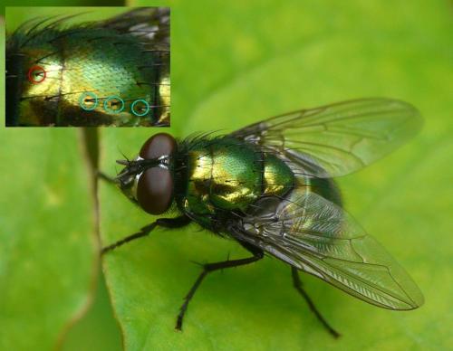 Réf. 40 974 : Neomyia cornicina