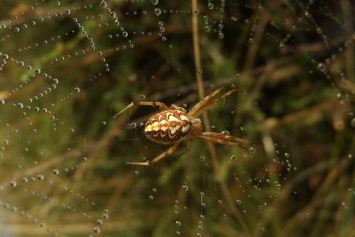Réf. 40 519 : Neoscona adianta