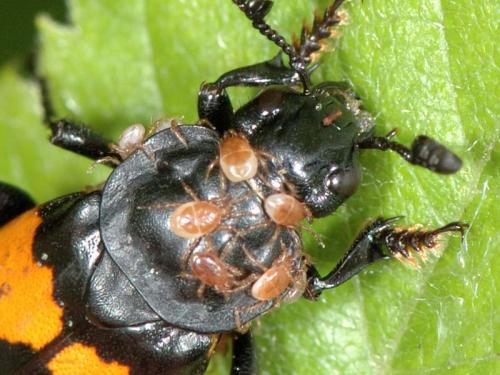 Réf. 40 285 : Poecilochirus davydovae