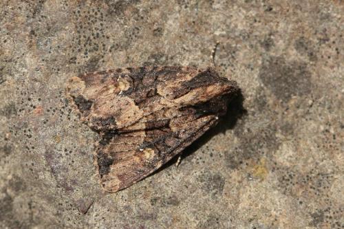 Mesapamea sp.