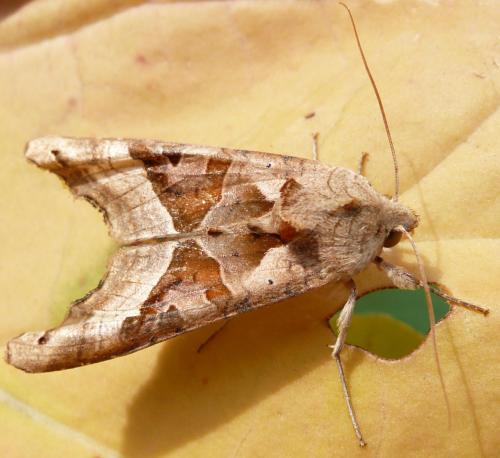 Réf. 40 741 : Phlogophora meticulosa