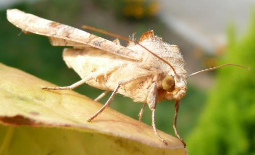 Phlogophora meticulosa