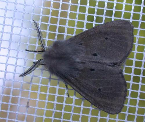Diaphora mendica