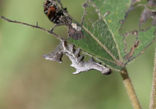 Notodonta ziczac