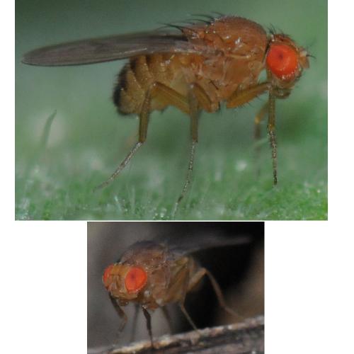 Drosophila immigrans