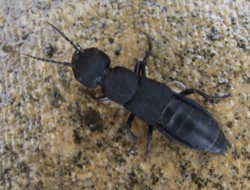 Ocypus olens
