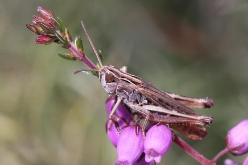Réf. 40 305 : Stenobothrus nigromaculatus nigromaculatus
