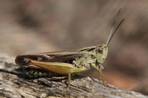 Réf. 40 304 : Omocestus viridulus