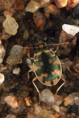 Omophron limbatum