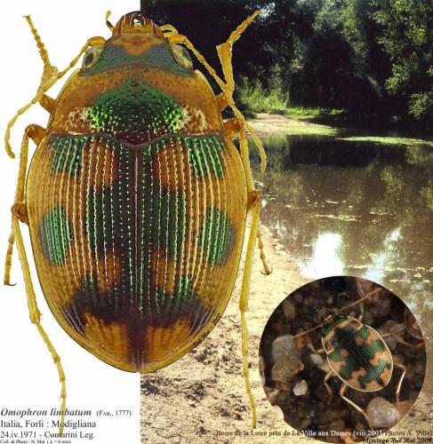 Omophron limbatum