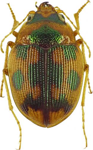 Omophron limbatum