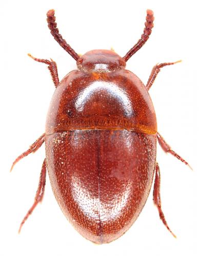 Oochrotus unicolor
