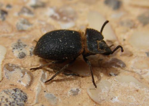 Pogonobasis opatra