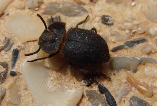 Réf. 40 063 : Pogonobasis opatra