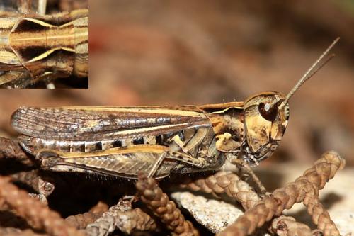 Réf. 40 998 : Omocestus raymondi raymondi