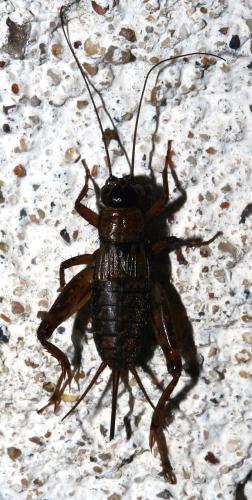 Nemobius sylvestris sylvestris