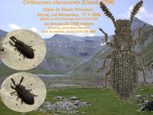 Réf. 40 674 : Orthocerus clavicornis