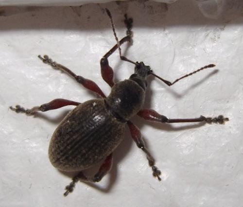 Réf. 40 914 : Otiorhynchus tenebricosus