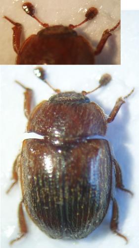 Pocadius adustus