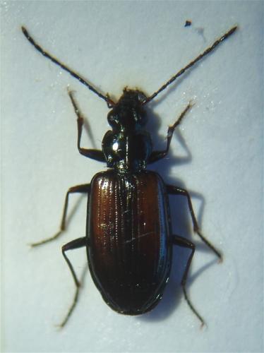 Bembidion sp.