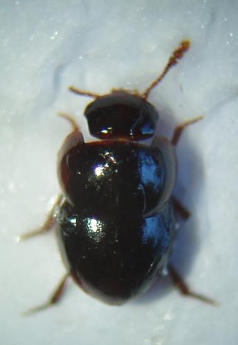 Réf. 40 201 : Agathidium sp.