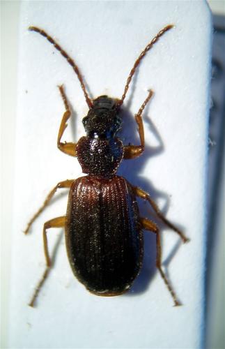 Cymindis vaporariorum