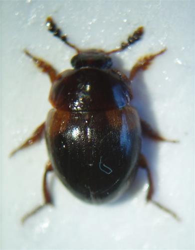 Anisotoma humeralis