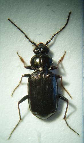 Loricera pilicornis