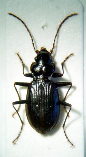 Réf. 40 184 : Nebria brevicollis