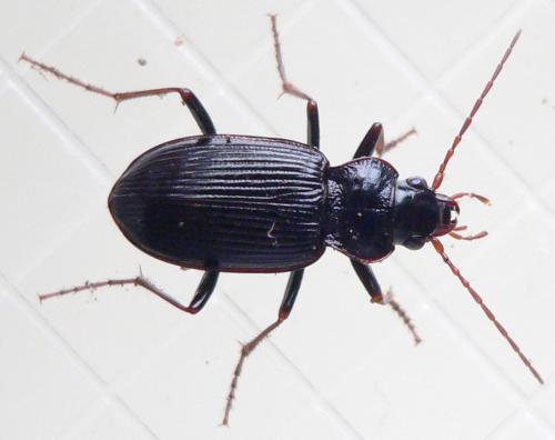 Réf. 40 658 : Nebria brevicollis