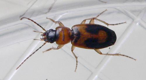 Réf. 40 657 : Badister sp.