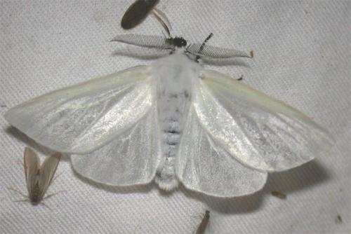 Leucoma salicis