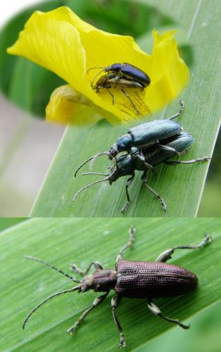 Plateumaris sericea