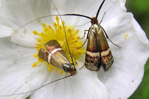 Adela australis