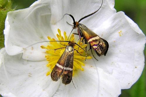 Adela australis