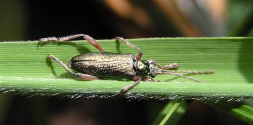 Donacia clavipes
