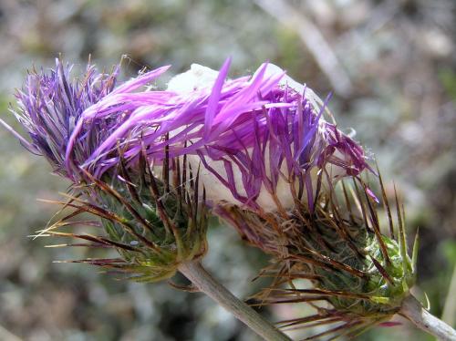 Thomisus onustus
