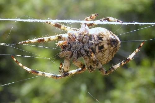 Araneus angulatus