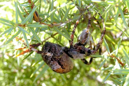 Araneus angulatus