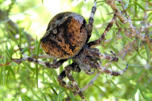 Araneus angulatus