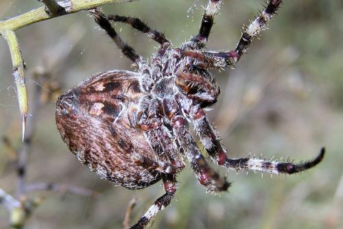 Araneus angulatus