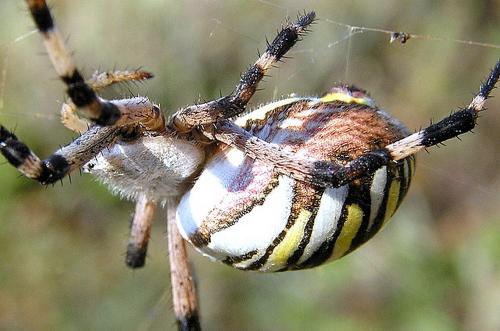 Argiope bruennichi