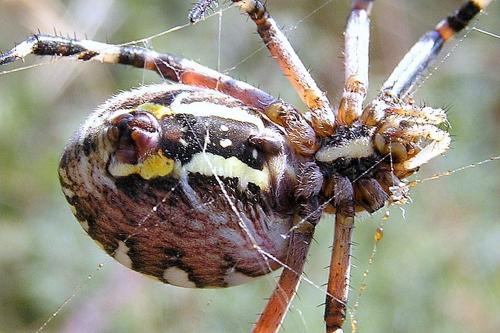 Argiope bruennichi