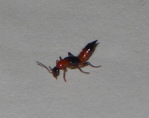 Paederus sp.