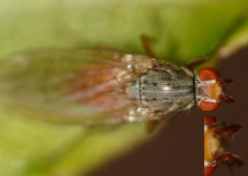Réf. 40 550 : Tephrochlamys rufiventris