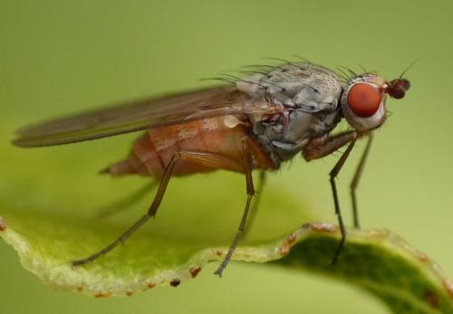 Réf. 40 449 : Tephrochlamys rufiventris