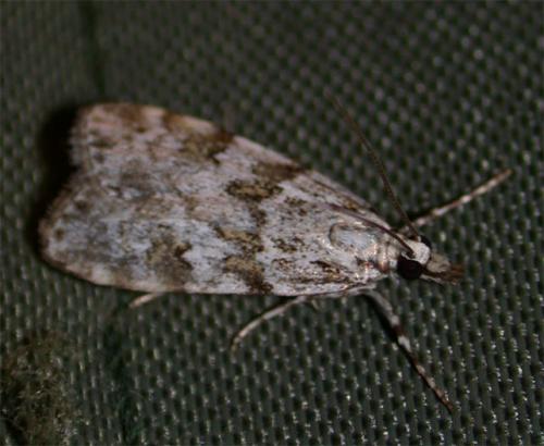Scoparia ambigualis