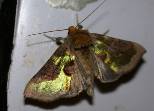 Réf. 40 681 : Diachrysia sp.